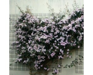 Fleurs sur treillage mural