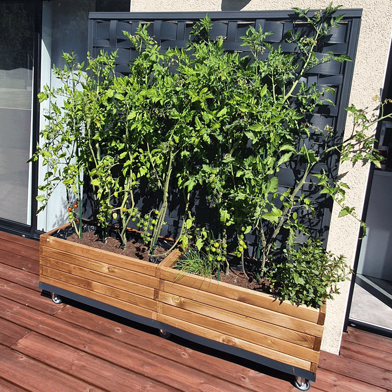 Jardinière plante après