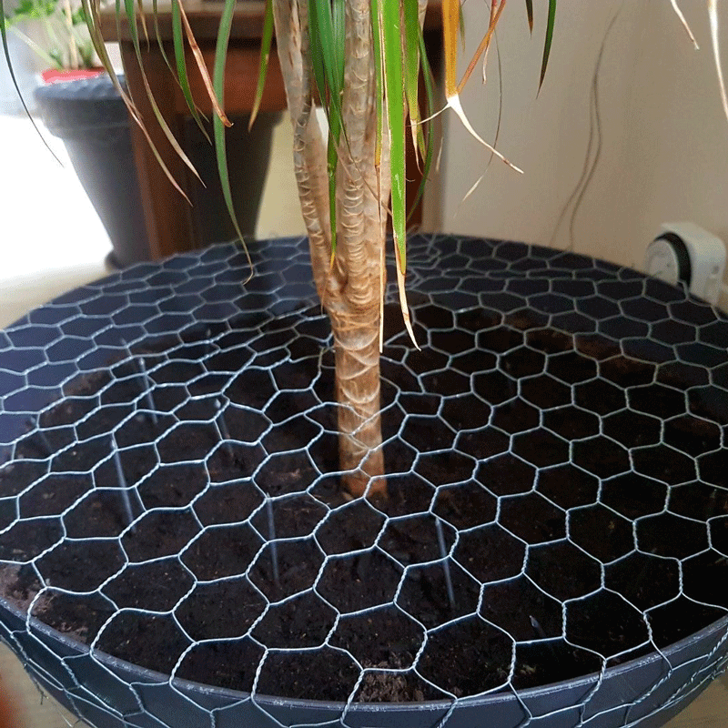 plante protection hexanet