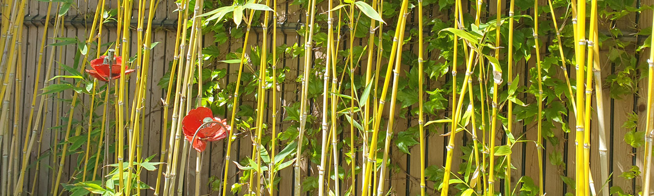 Bambous aux tiges effeuillées sur fond d'une clôture occultée avec Collfort