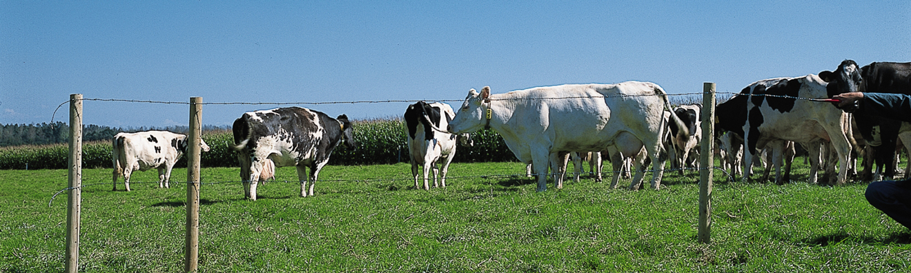 Fil ronce Motto, pour l'agriculture