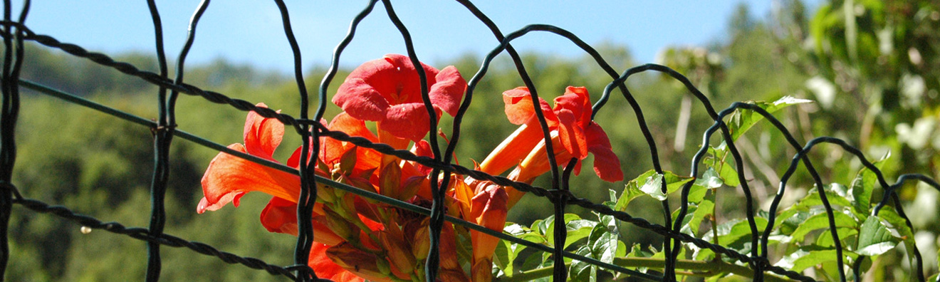 Une belle bordure de jardin, pour protéger vos plantes