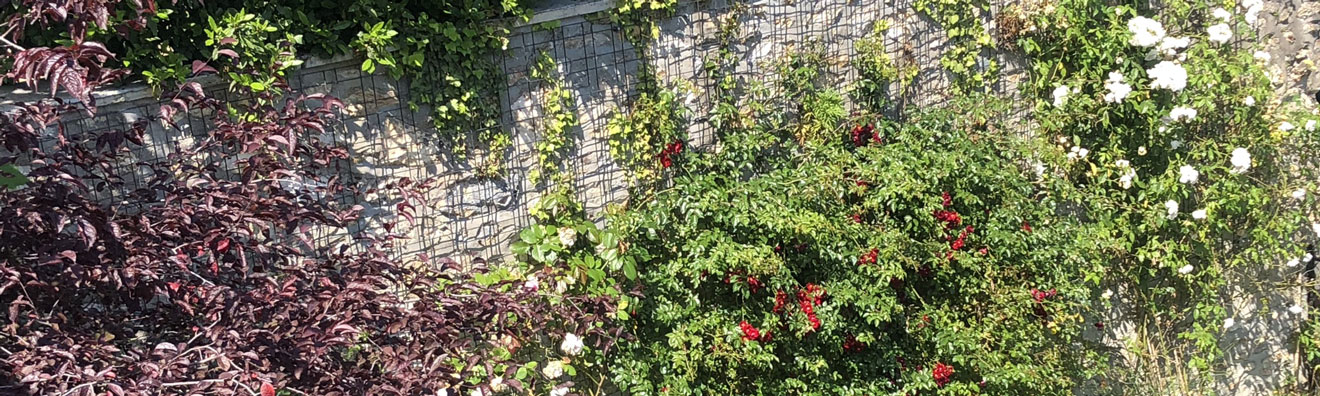 Un mur de rosiers en fleurs sublimés par le Zenturo Treillis Mural